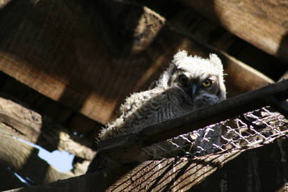 Little Owl