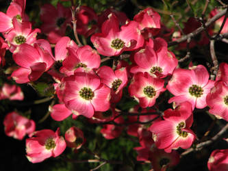 Pink Dogwood