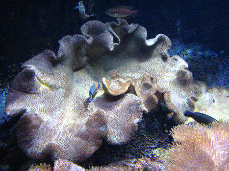 Ocean Coral 1