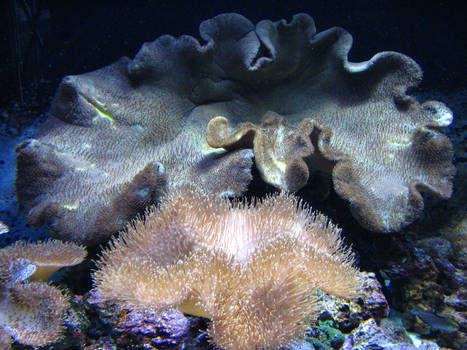 Ocean Coral 2