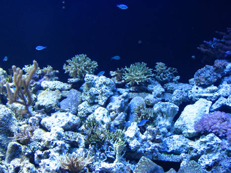 Ocean Coral Reef