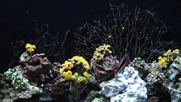 Ocean Coral Reef 2