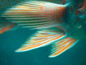 Fish Fins 1