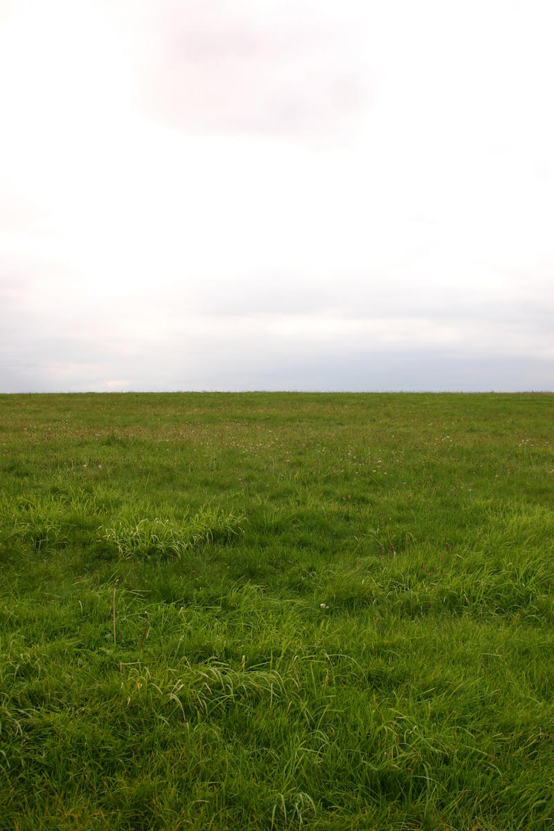 Grassy Field