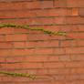 Brick Wall With Ivy 2