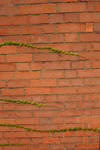 Brick Wall With Ivy 2