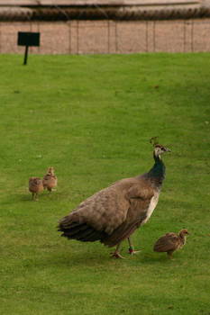 Peahen with baby chicks