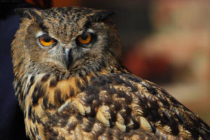 Horned owl 01