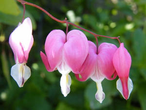 Dicentra ( love lies bleeding)