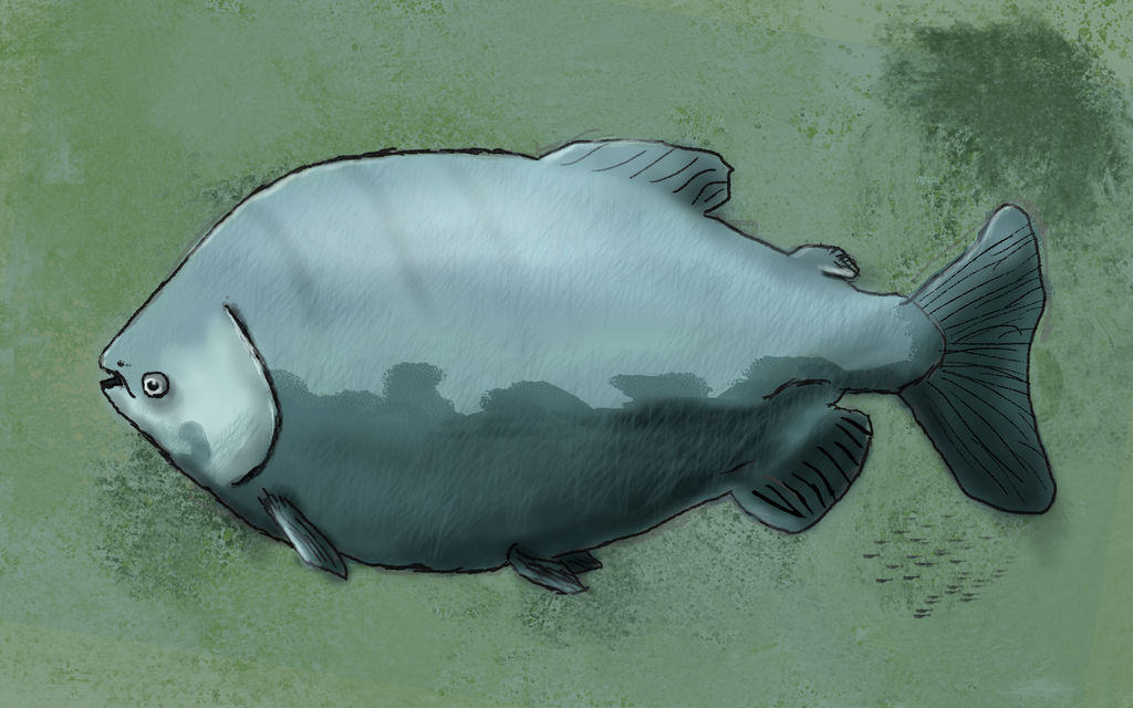 Black Pacu by ThreeeNinjas on DeviantArt