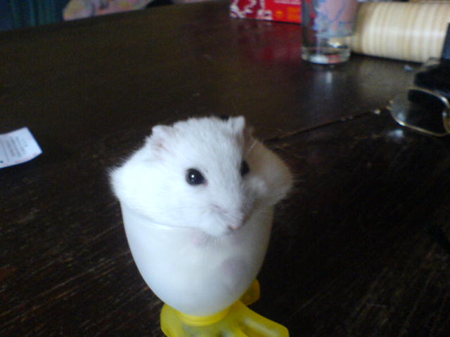 Hamster