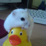 HamsterLovesDuck