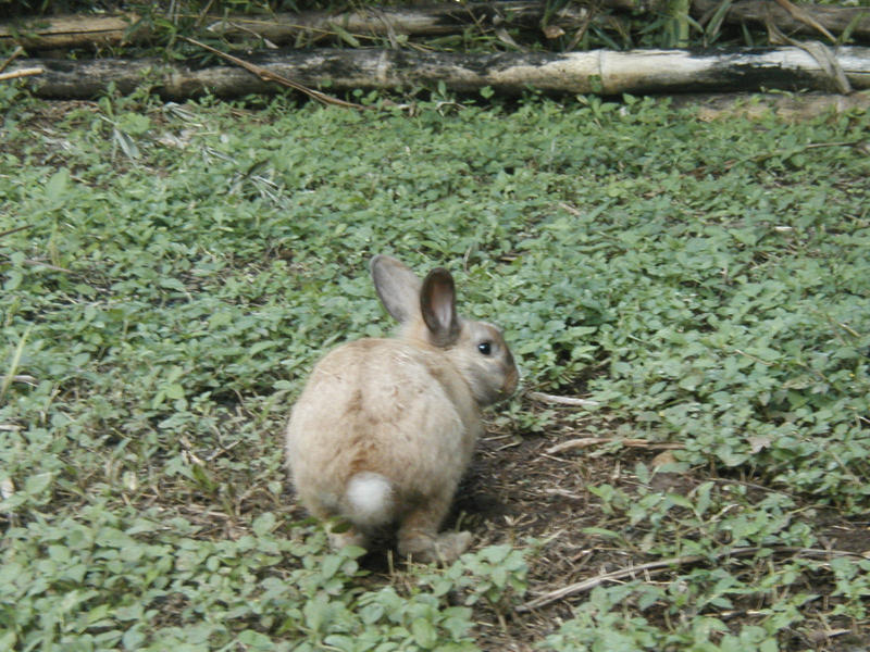 Rabbit by HonoredBrotherManji on DeviantArt