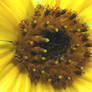 Sunflower 3