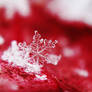 Bleeding Snowflake