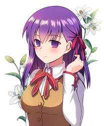 mato sakura