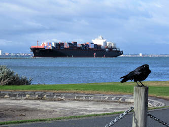 Crow overlooking a cargo ship 4