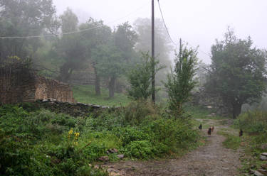 Fog rocks and chickens