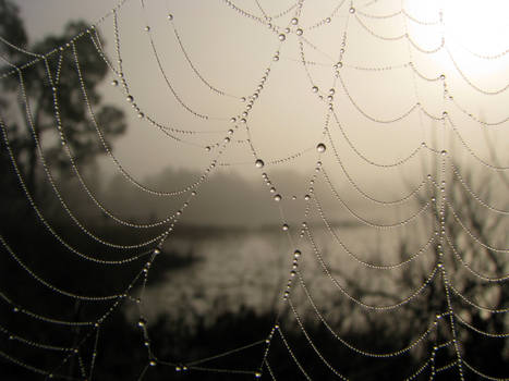 Spider's Morning