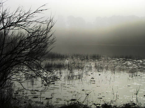 Misty Morning II