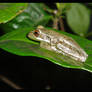 Frog on Leaf