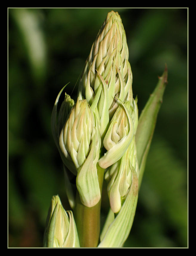 Aloe Bud