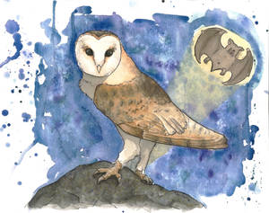 Barn Owl