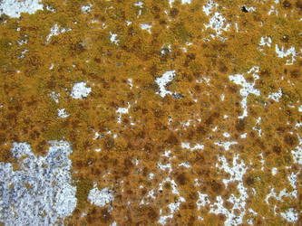 Stone moss 2