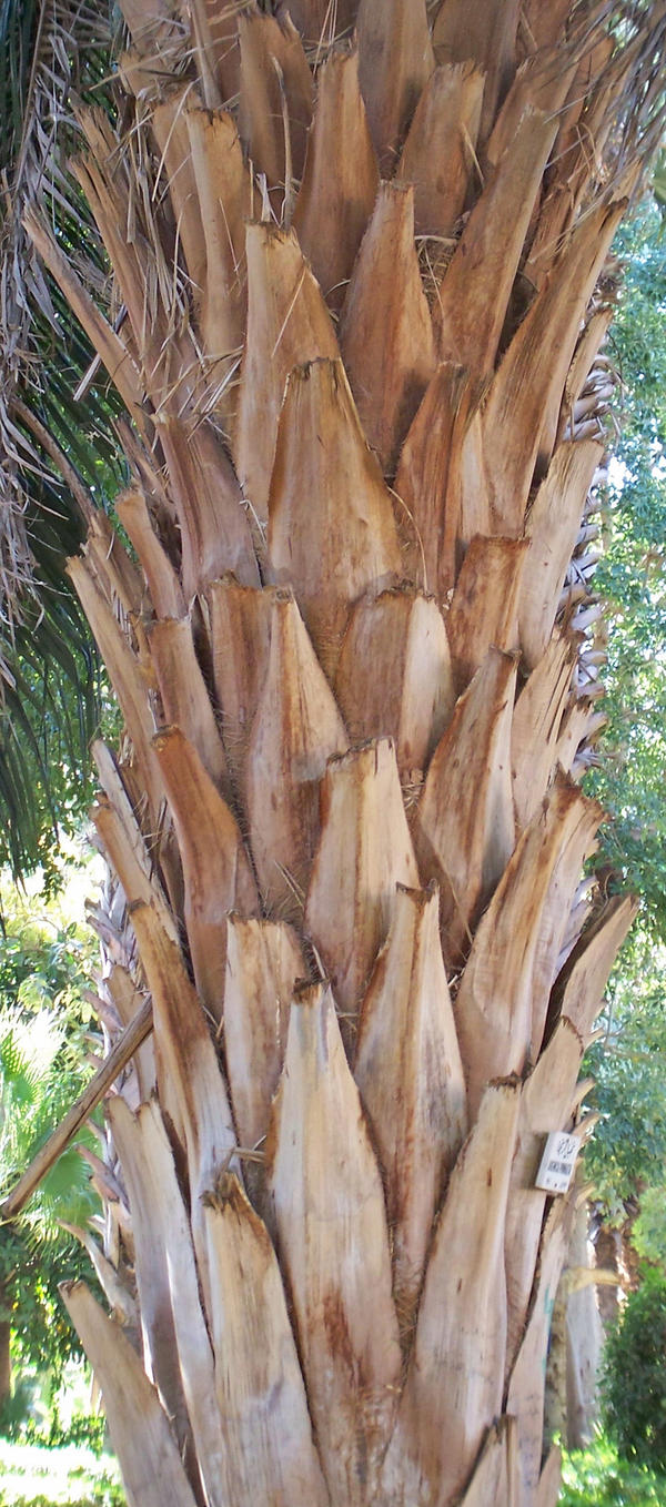 Bark palm 2