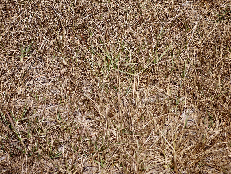 Grass dry 2