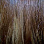hair human