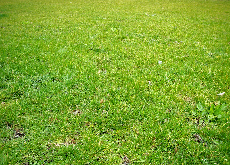 Grass