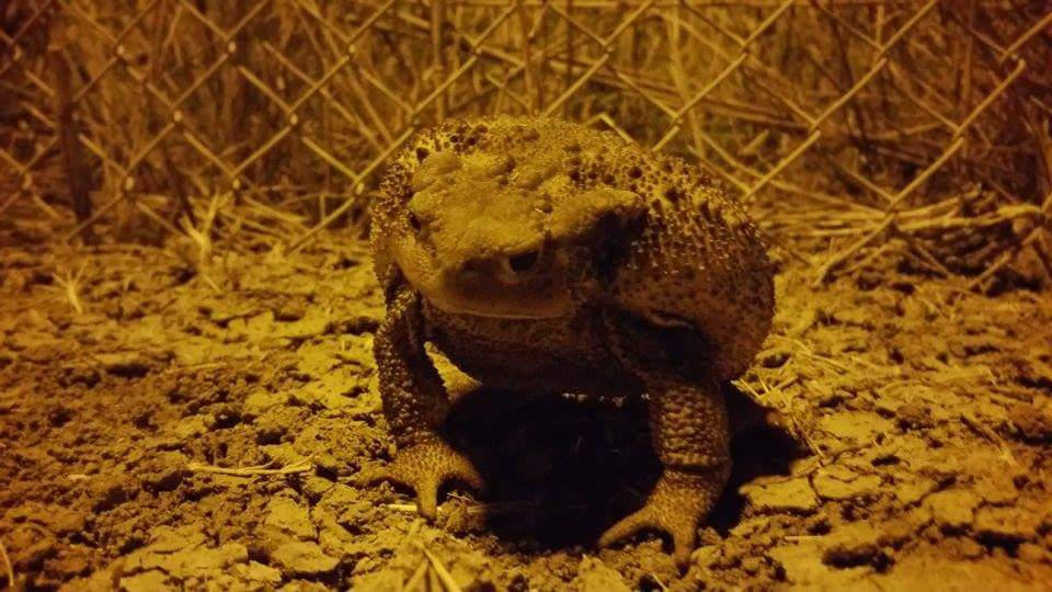 Shadowy Toad This is a toad. by TepidStudio on DeviantArt