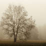 Arbre de la brume