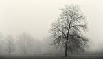 Arbre de la brume 3 by k-simir