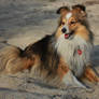 sheltie Flamme