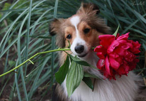 Sheltie and flower