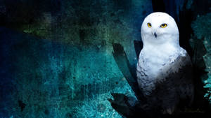 Wallpaper  owl  spirit