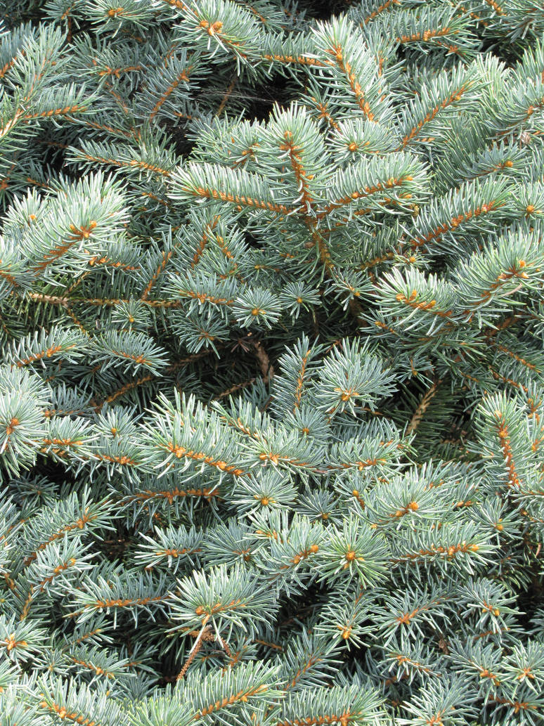 Fir Tree Textur White Fir Tree Texture by BmAStock on DeviantArt