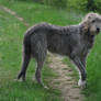 Irish Wolfhound 02