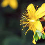 20110907 9 Hypericum perforatum