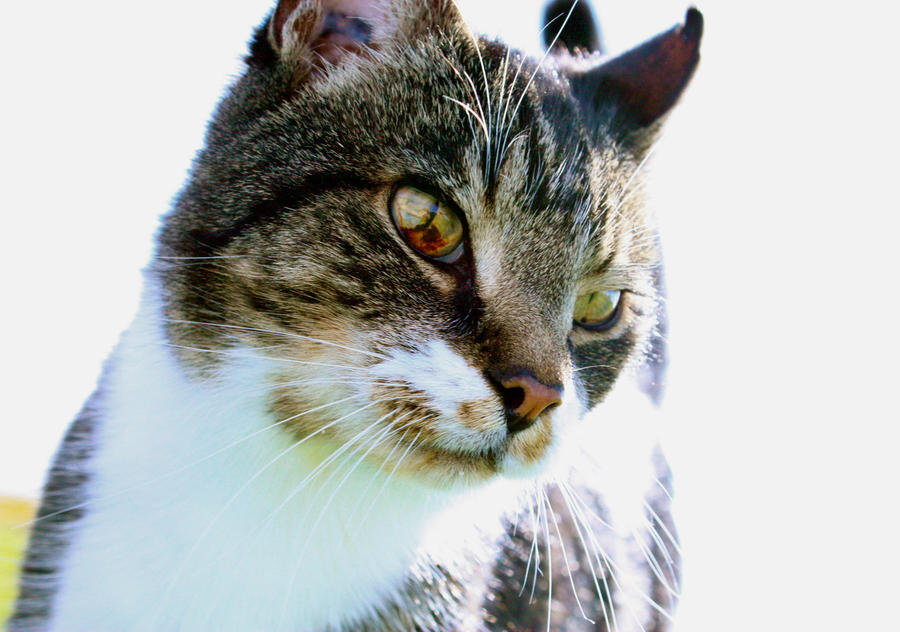Tommy Cat by birstmor on DeviantArt
