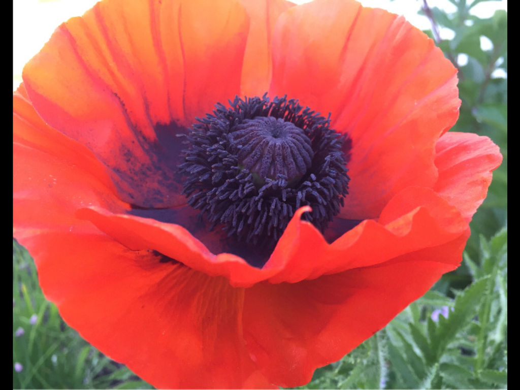 Poppy Visualiser Poppy by tyrannicaltabbycat on DeviantArt