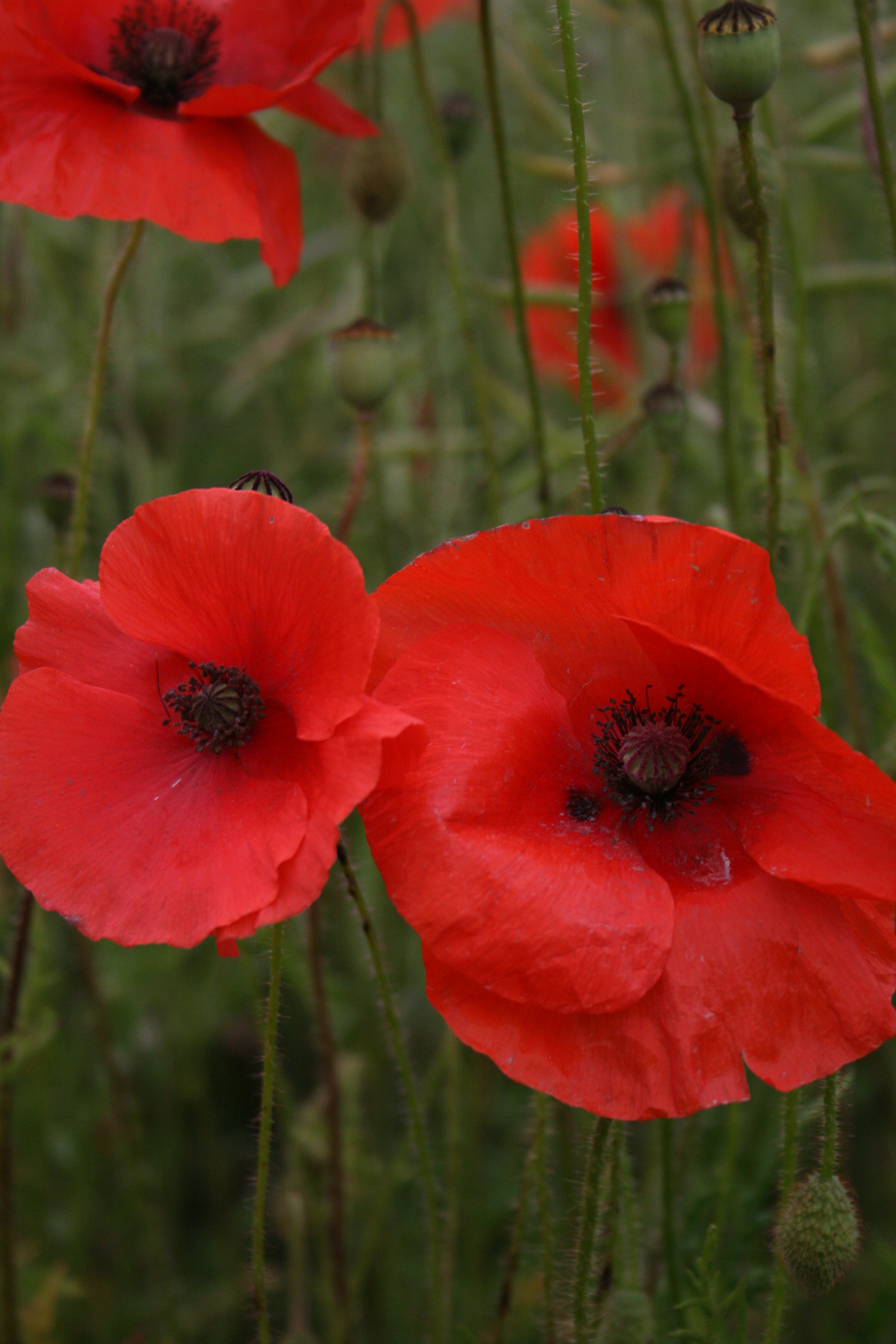 wild poppy field close up