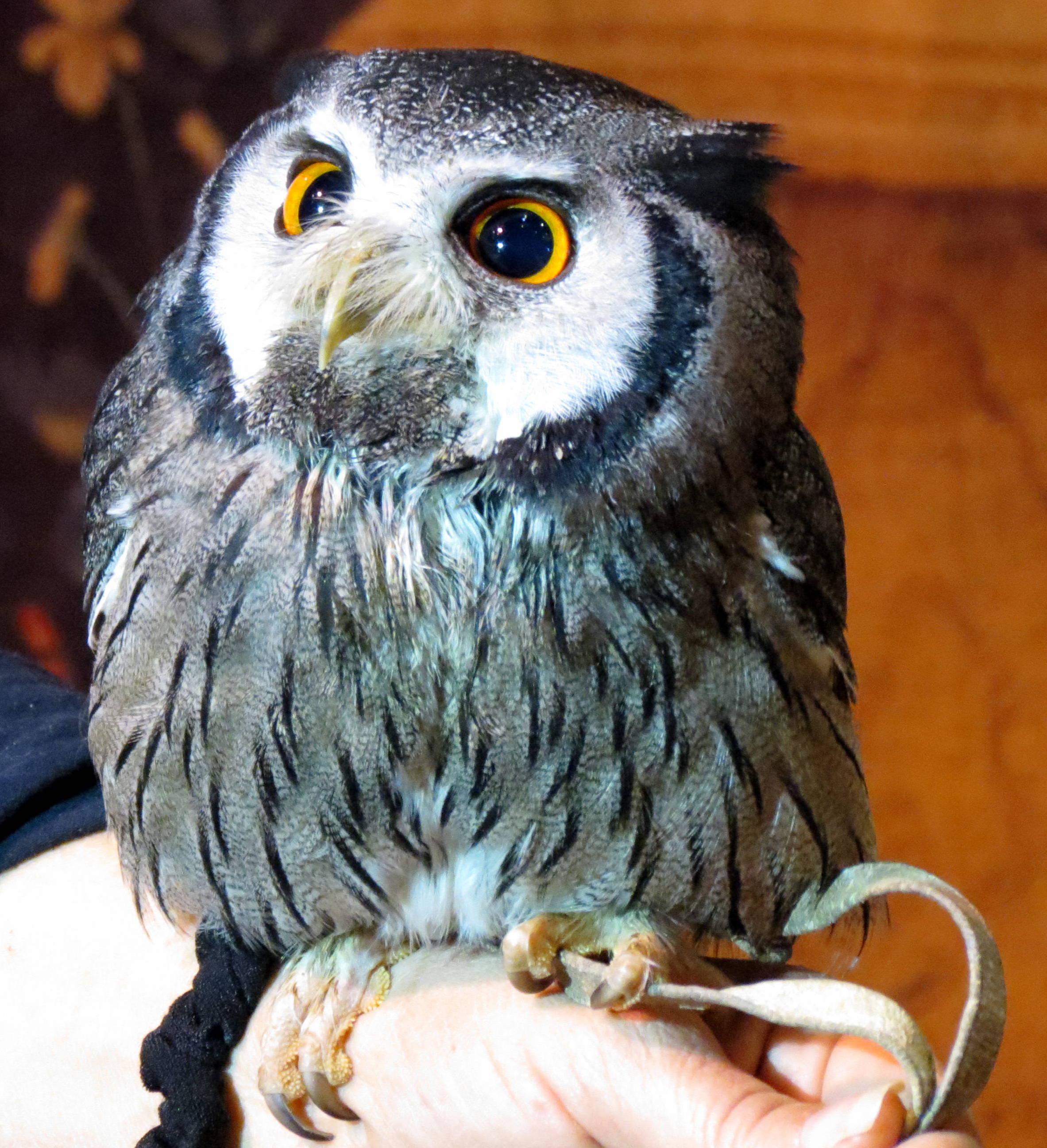 HARRY POTTER studio sets tour ,hogwarts owl pig