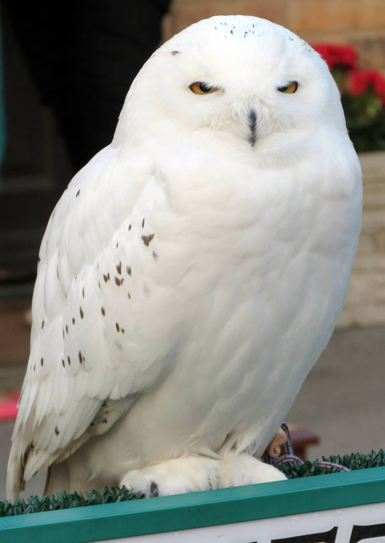 HARRY POTTER studio sets tour ,HEDWIG by Sceptre63 on DeviantArt