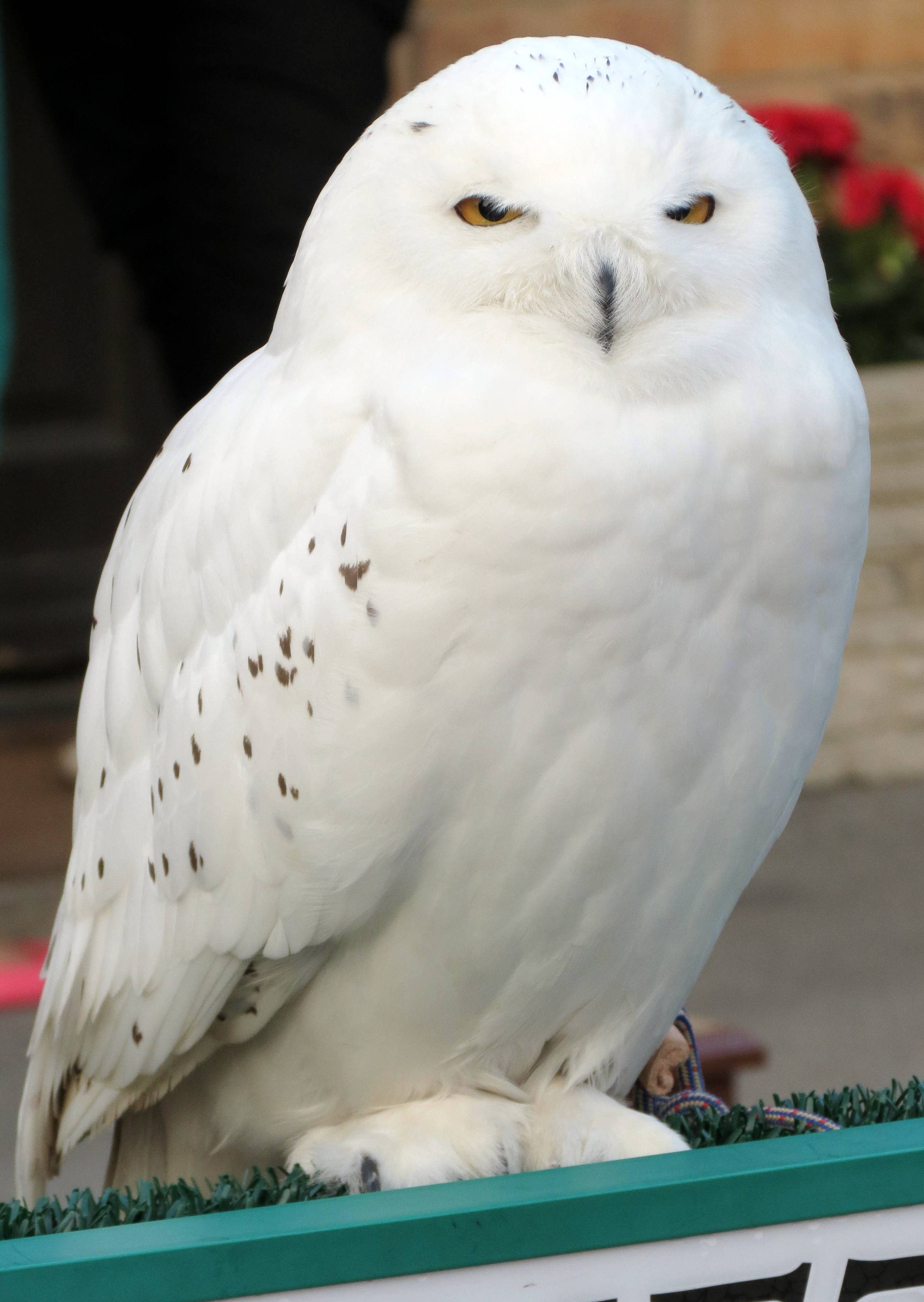 HARRY POTTER studio sets tour ,HEDWIG