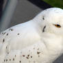 HARRY POTTER studio sets tour ,SNOWY OWL ,HEDWIG