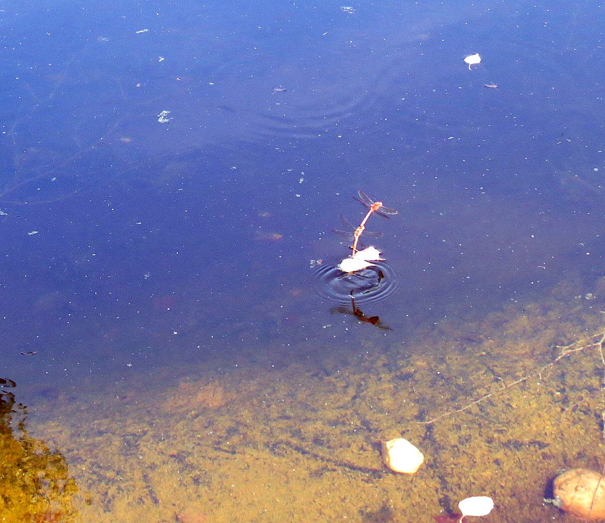 pond life , furneux pelham