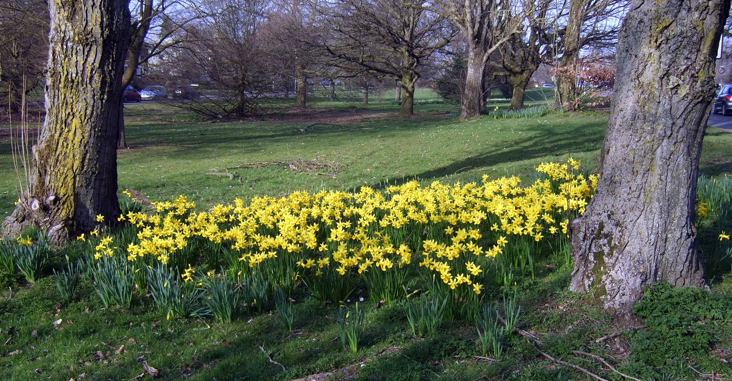 plants,spring flowers ,daffs